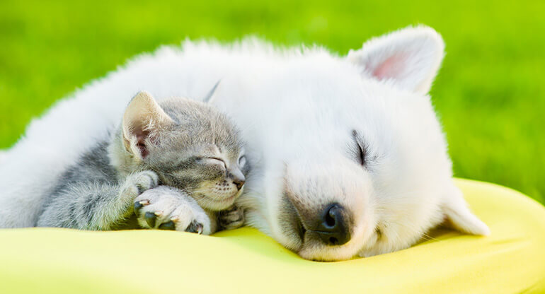 猫も要注意！犬猫フィラリアの予防時期と薬の種類